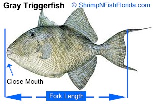 Hot To Measure Fish To The Fork