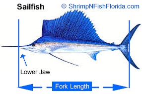 How to measure a Billfish Measurements