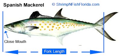 Hot To Measure Fish To The Fork