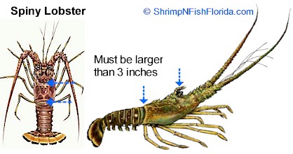 Spiny Lobster Measurements