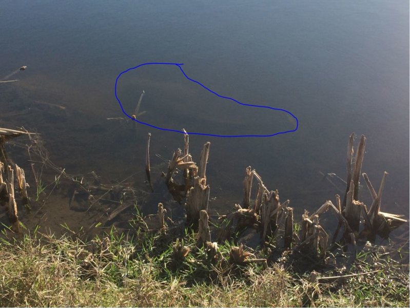 gator.JPG
