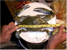 Crabbing Reports