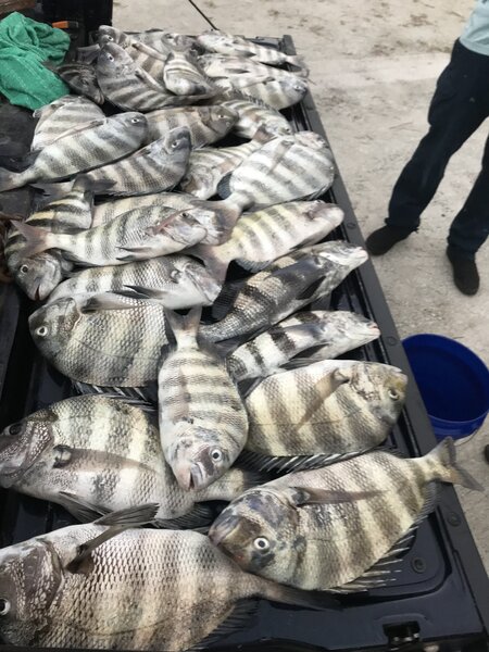 Sheepshead | ShrimpNFishFlorida™ is Florida's Official Anglers Social ...