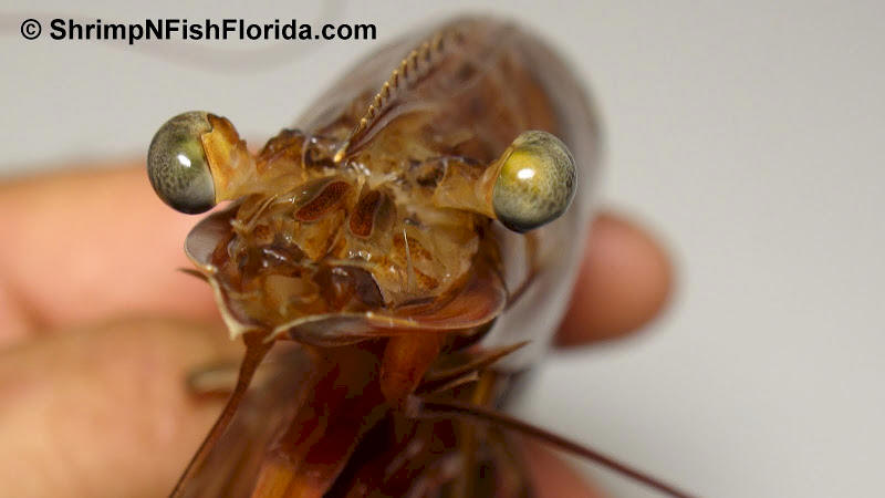Cool Shrimp Photos | ShrimpNFishFlorida™ is Florida's Official Anglers ...