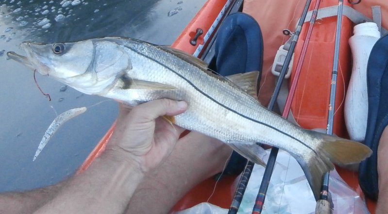Nsb 9-25-16 In The 20's | ShrimpNFishFlorida™ is Florida's Official ...