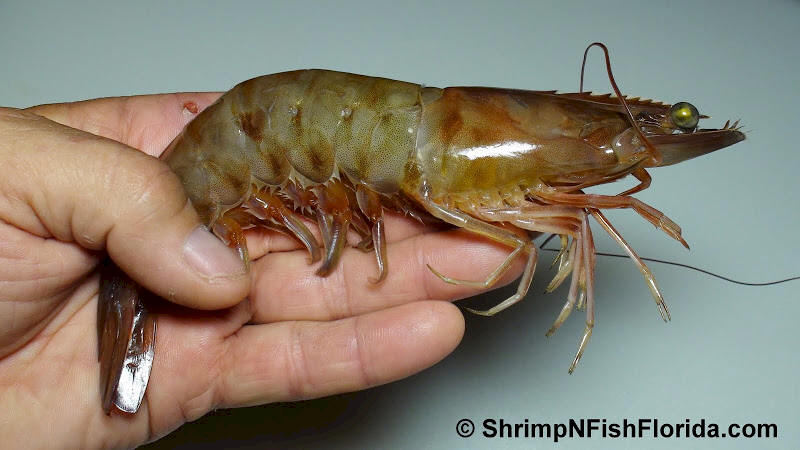 Cool Shrimp Photos | ShrimpNFishFlorida™ is Florida's Official Anglers ...